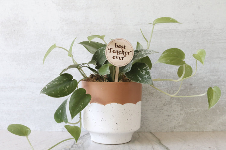 best teacher ever wood plant sign