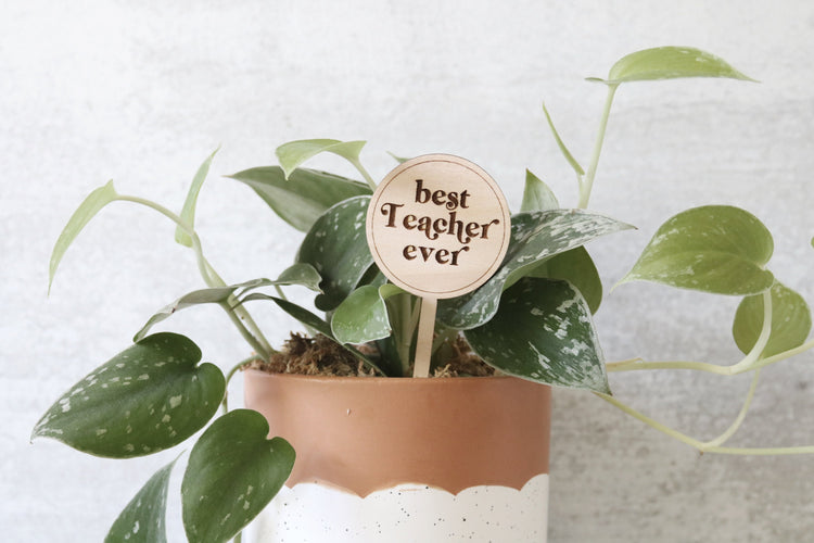 best teacher ever wood plant sign